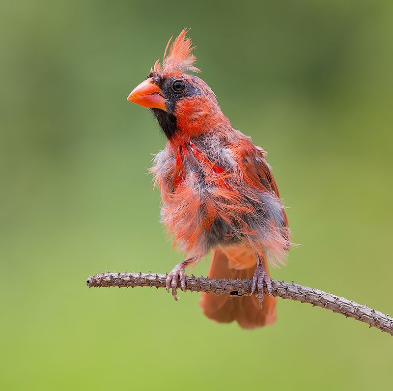 красный кардинал, northern cardinal, cardinal,кардинал Northern Cardinal, male - Красный кардинал, самец фото превью
