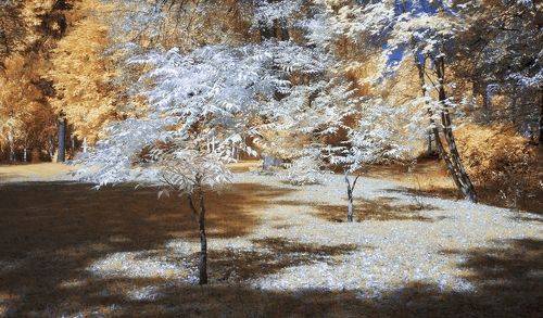 Молодые ясени.