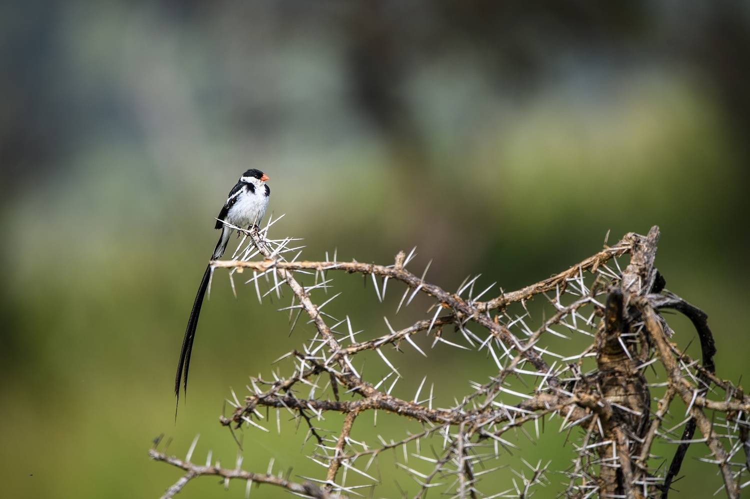 , Пупонин Сергей