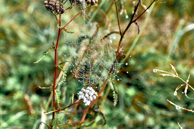 осень, утро, туман, паутина  Бисер на паутинке  фото превью