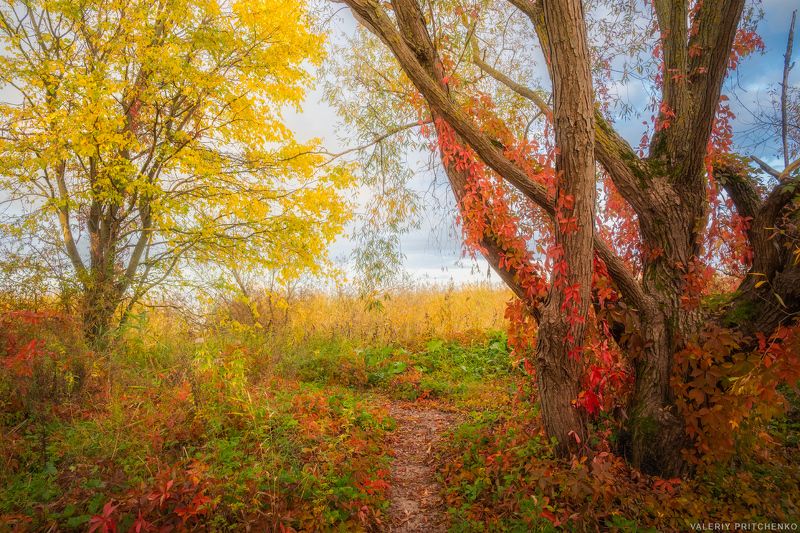 * фото превью