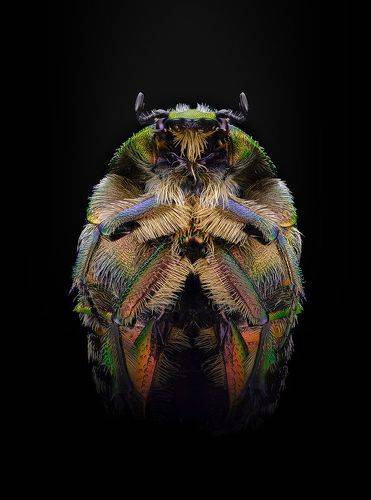 Золотистая бронзовка