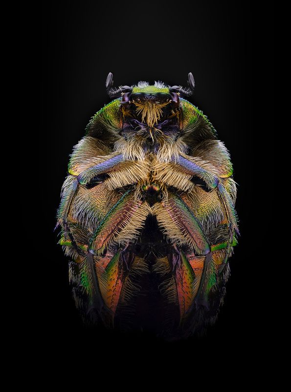 coleoptera, scarabaeoidae, cetoniidae, cetonia aurata Золотистая бронзовка фото превью