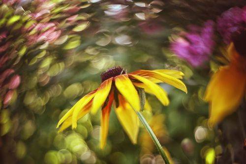 Цветы рудбекии и винтажное боке..