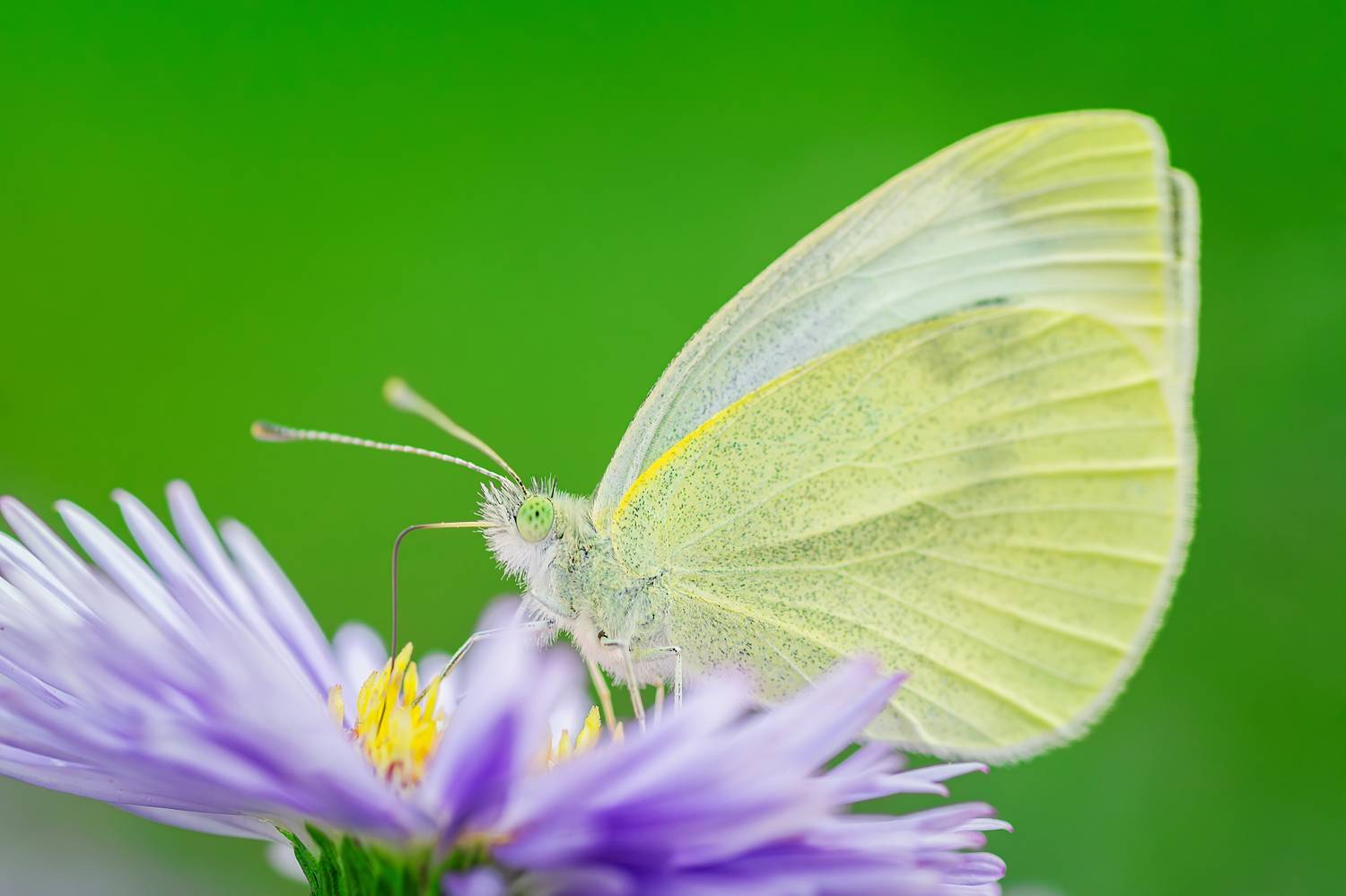 , Корнеев Алексей