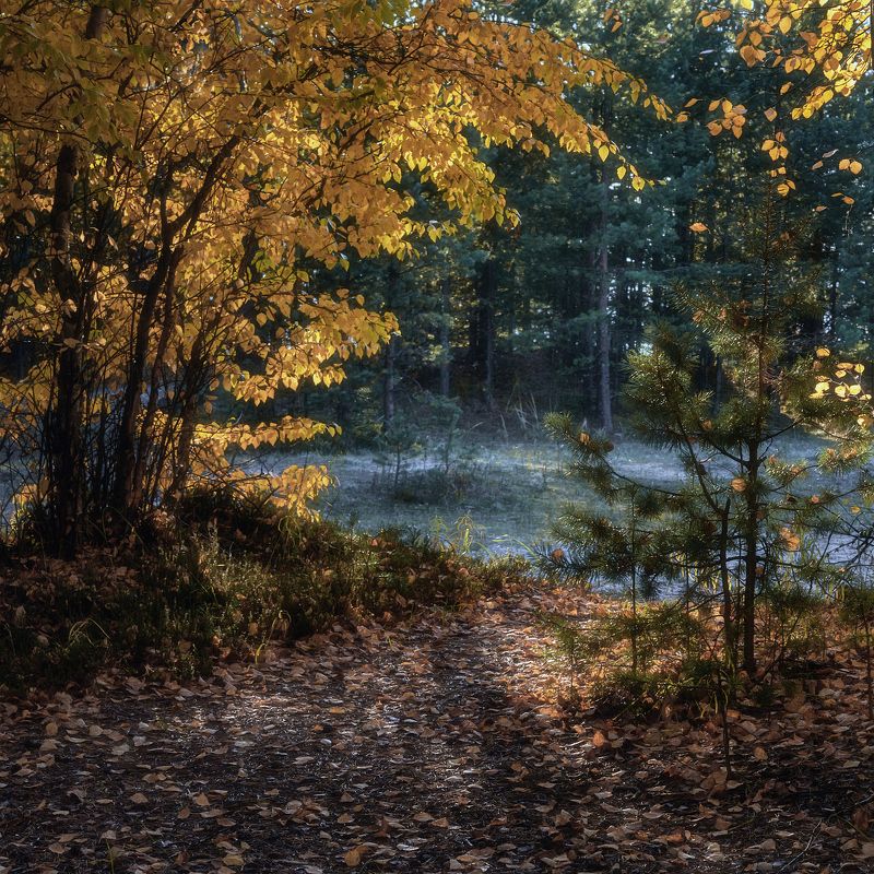 осень лес деревья кусты трава поляна листья Осень - цветная пора фото превью