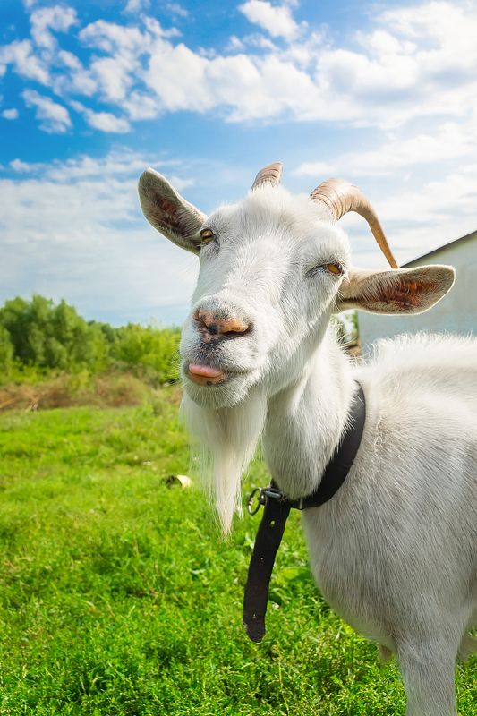 Коза фото превью