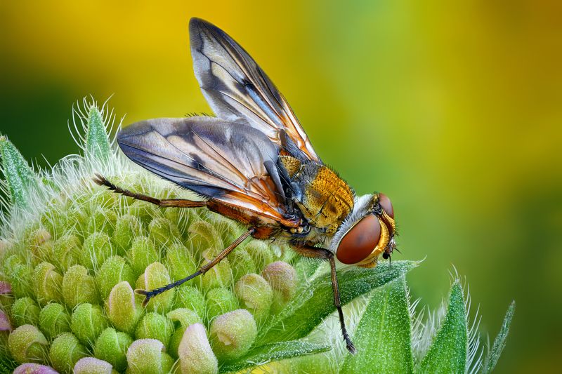 Фазия пёстрая фото превью