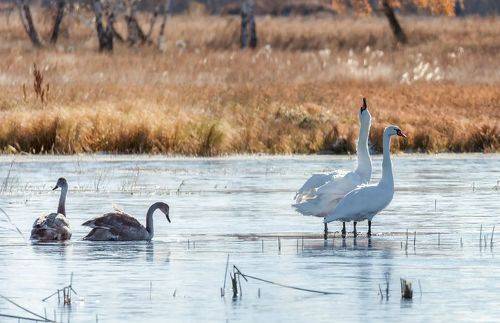 Семья шипунов (серия 6 фото)