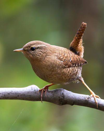 Крапивник. (Troglodytes troglodytes)
