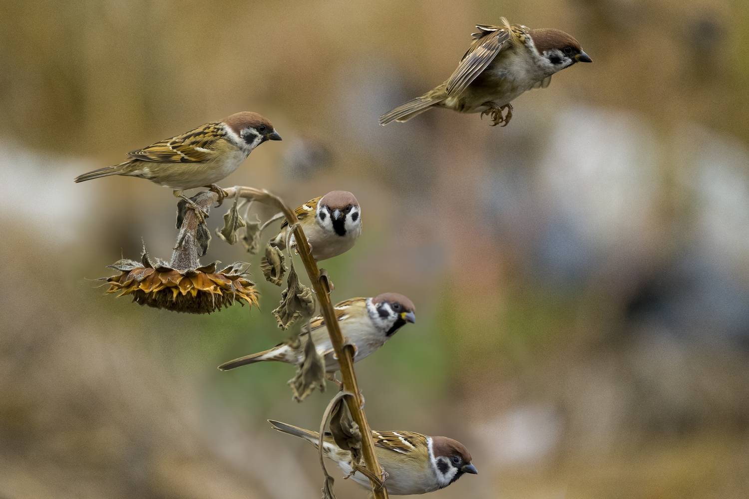 природа, Валерий Черняк