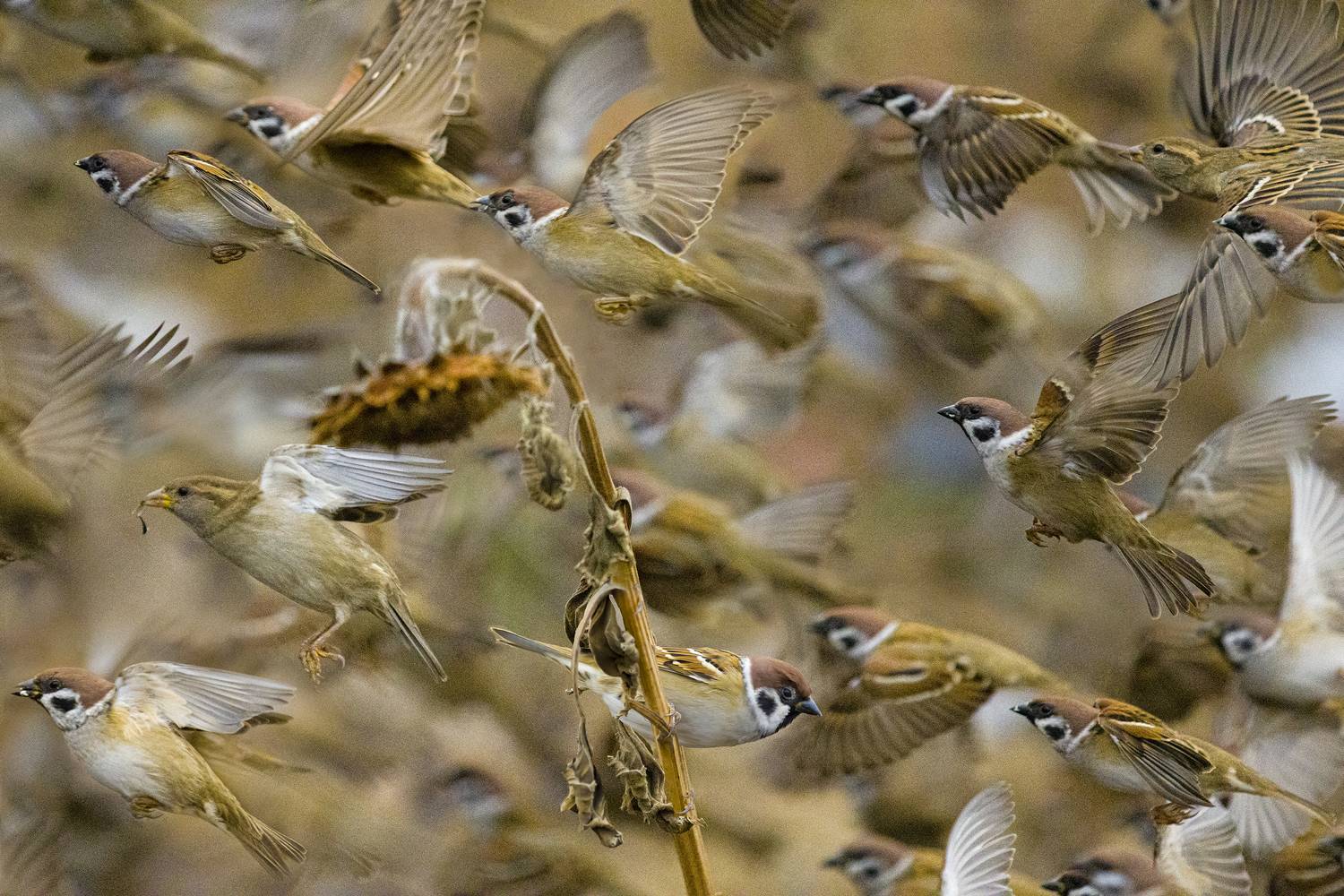 природа, Валерий Черняк