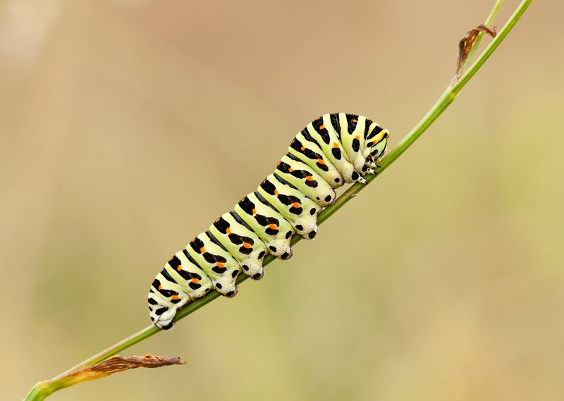 макро гусеница насекомое *** фото превью