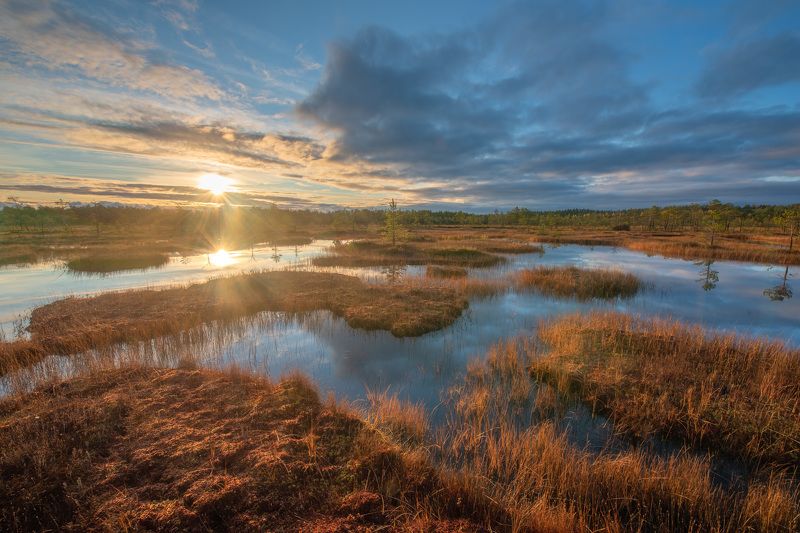 болото, ленинградская область Болота Ленинградской области фото превью
