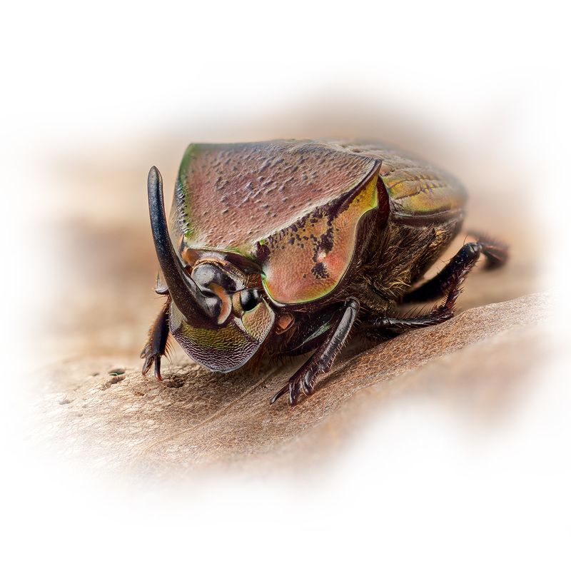 coleoptera, scarabaeidae, phanaeus meleagris Навозник фото превью