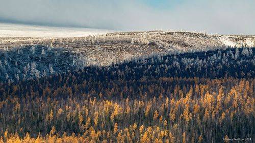 Pro золото и серебро заполярья