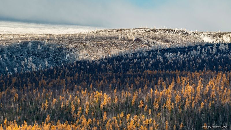 курейка, курейское водохранилище, плато путорана, предзимье, осень, зима, лиственницы, таймыр, заполярье, владимир коваль Pro золото и серебро заполярья фото превью