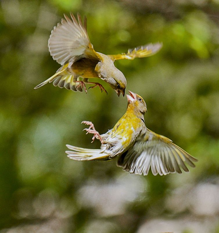 птицы, зеленушки, полет, движение Воздушный бой фото превью