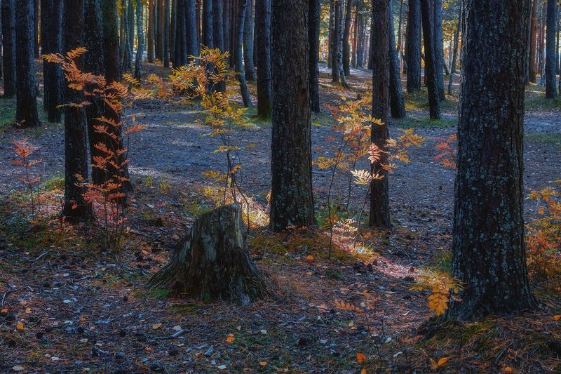 осень, лес, деревья, стволы, рябинки, листья, кусты, трава, зарисовка Краснеют тонкие рябинки фото превью