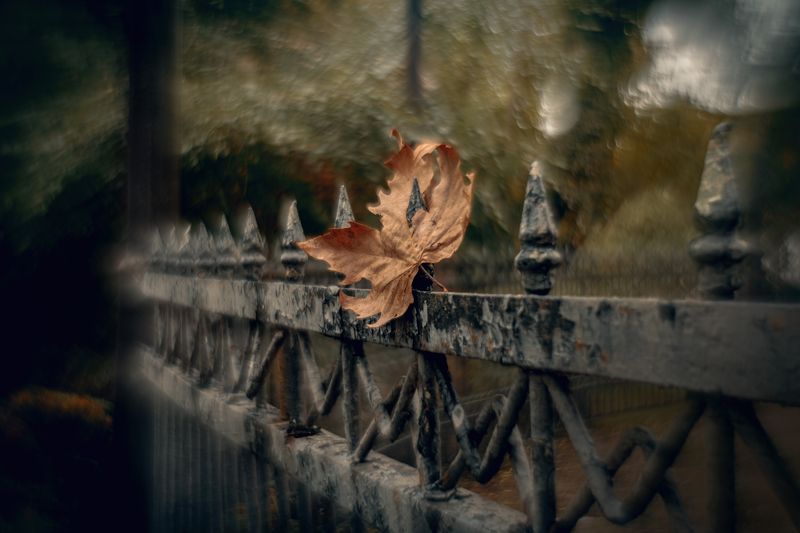 Павший в октябре. фото превью