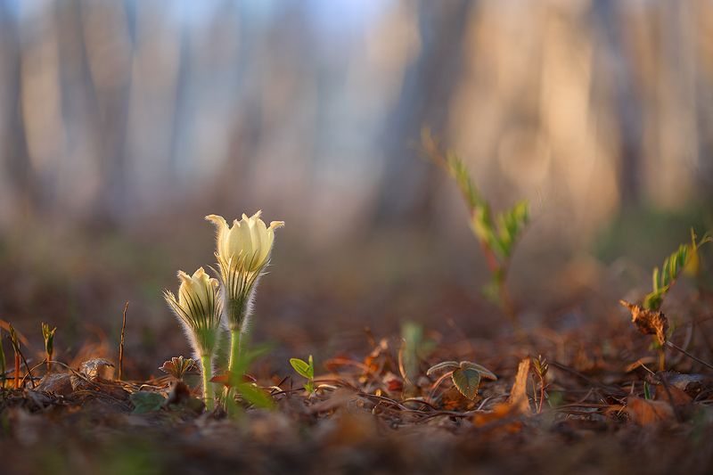 макро, цветы, сон-трава, прострел, весна, вечер, закат, подснежник, лес Когда в душе весна... фото превью