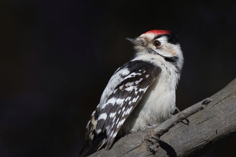 Малый пестрый дятел фото превью