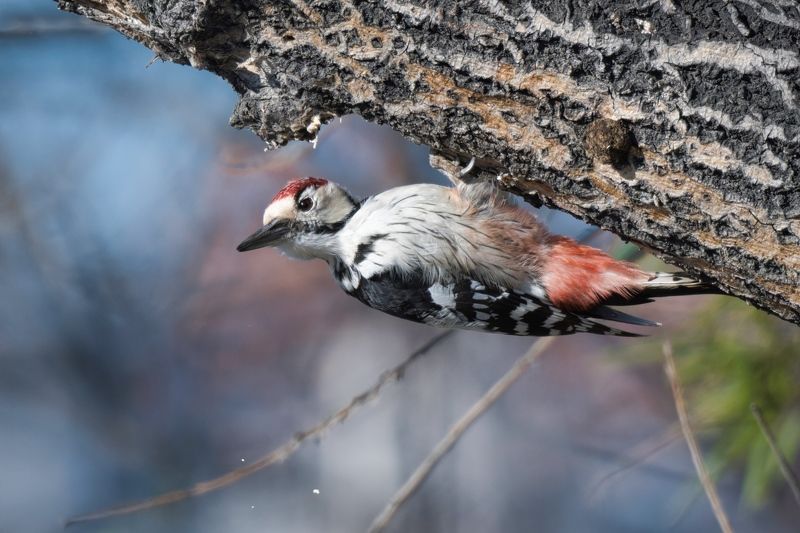 Белоспинный дятел фото превью