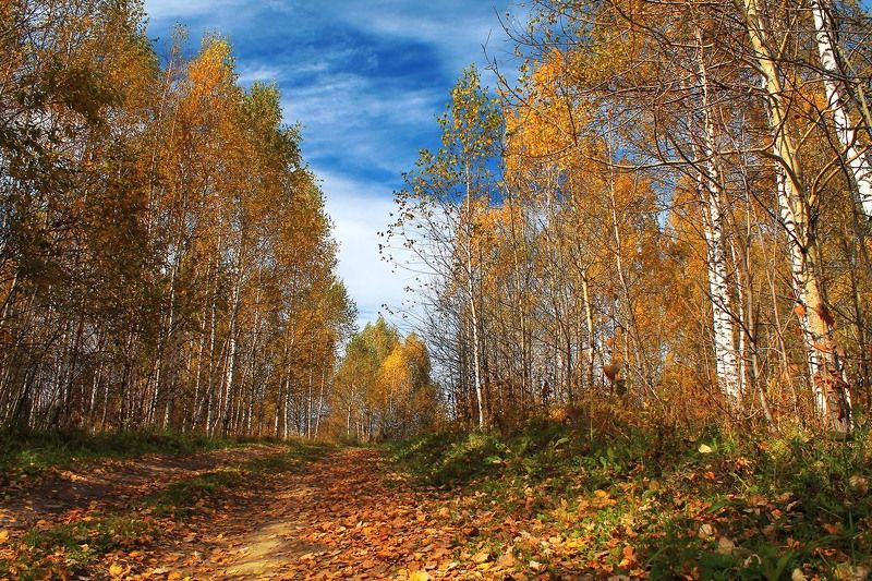 осень, октябрь, сибирь, россия  фото превью