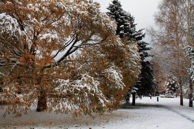 осень, октябрь, сибирь, россия первый снег фото превью