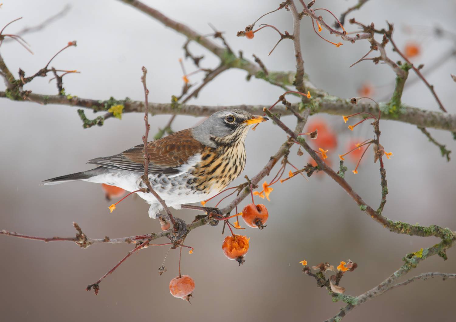птицы, дрозд, Михаил