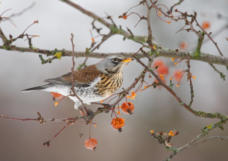птицы, дрозд Перекус фото превью