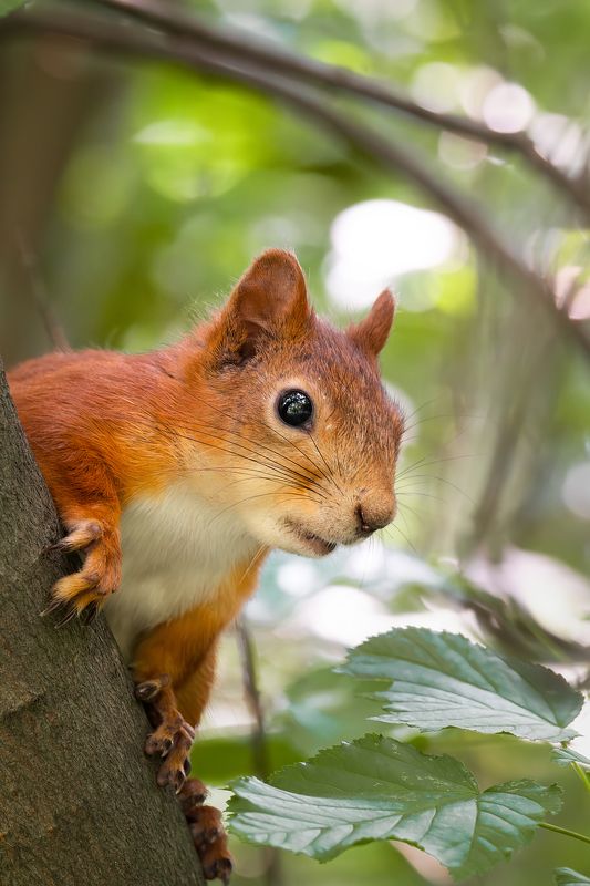 Белка на дереве фото превью
