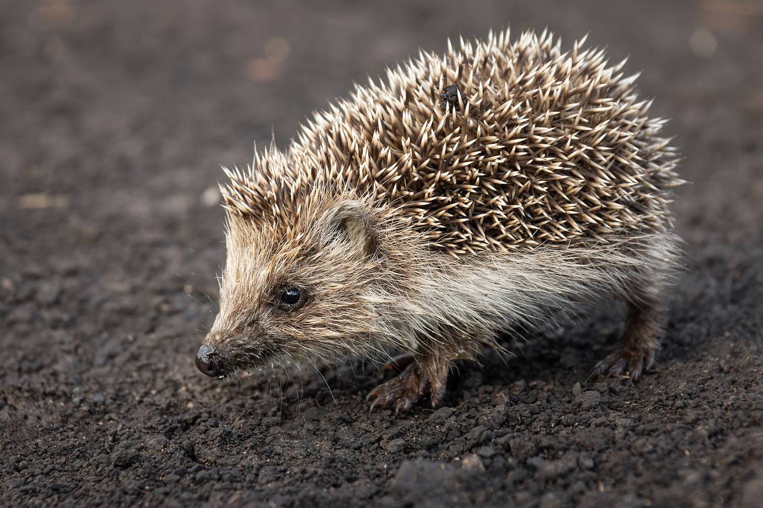 , Корнеев Алексей