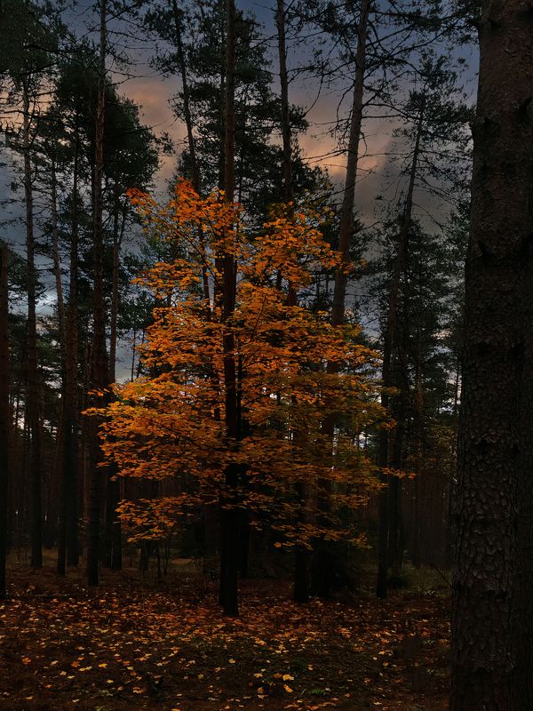 Природа засыпает и на ночь и на зиму.. фото превью