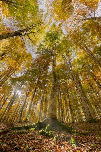 foliage nella foresta del consiglio 16 ottobre 2024 italia