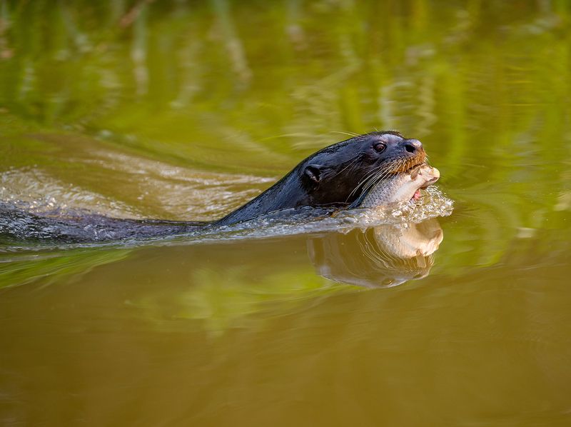 Giant otter and his fish фото превью