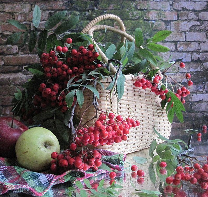 ветки, рябина, яблоки Рябинка фото превью