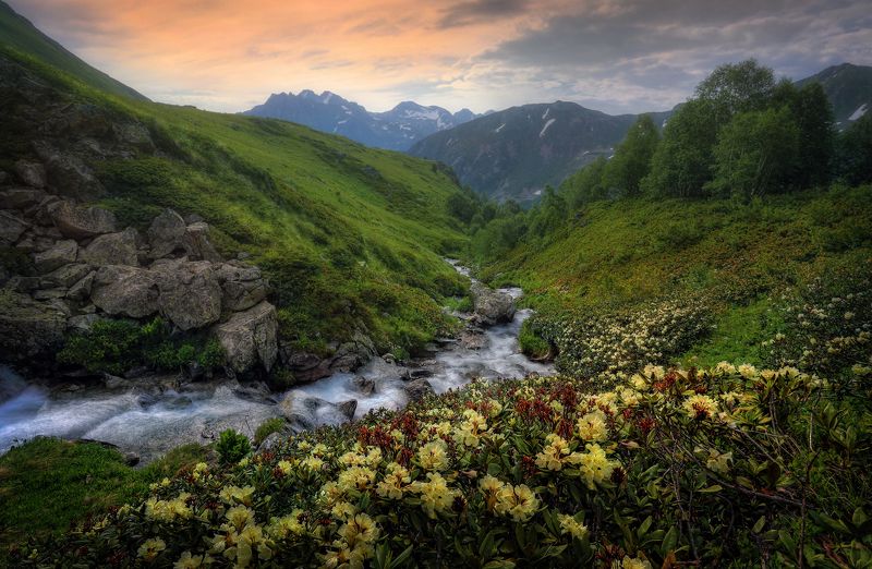горы река Белая Архыз рододендроны Кавказ Карачаево-Черкесия Вечереет.. фото превью
