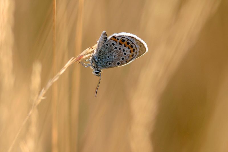 малка пеперуда фото превью
