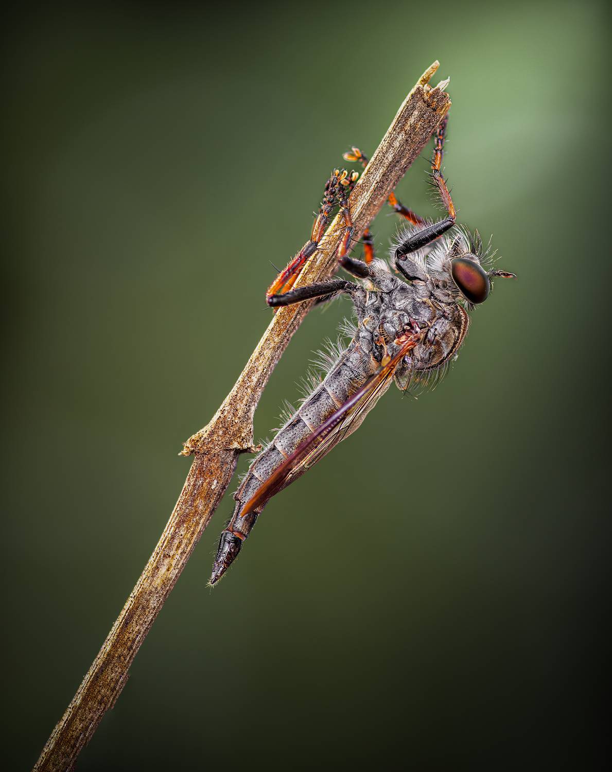robber fly, insect, leaf, tiger fly, macro, bug, nature wild, robber fly, robber,, Atul Saluja