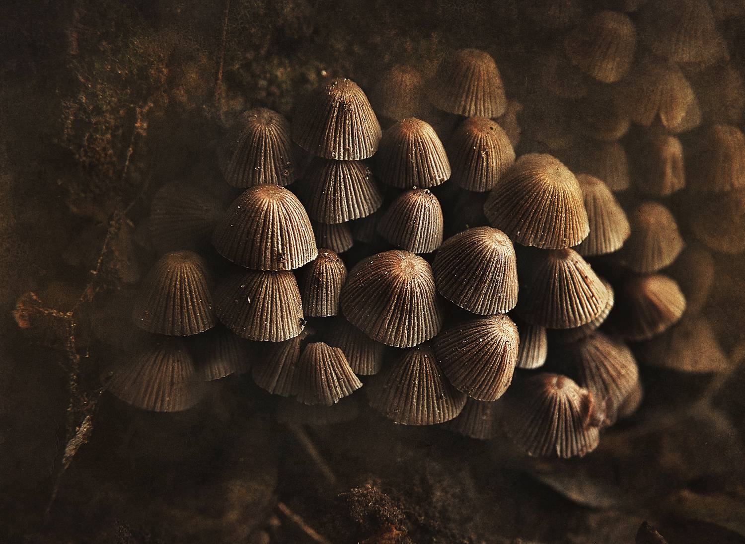 осень, грибы, природа , Буглак Инна