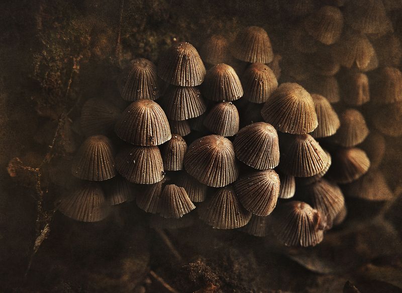 осень, грибы, природа  Жемчужины осени фото превью