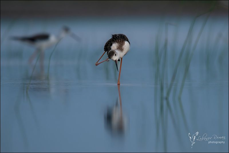 * * * фото превью