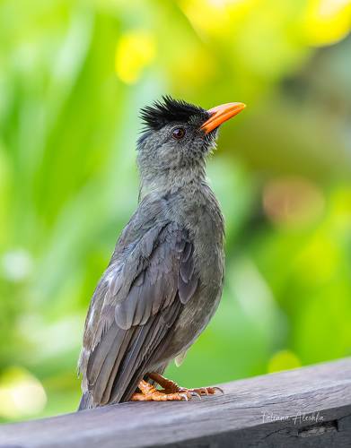 Толстоклювый восточный бюльбюль (seychelles bulbul).