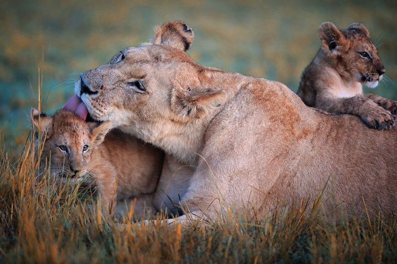 фото превью