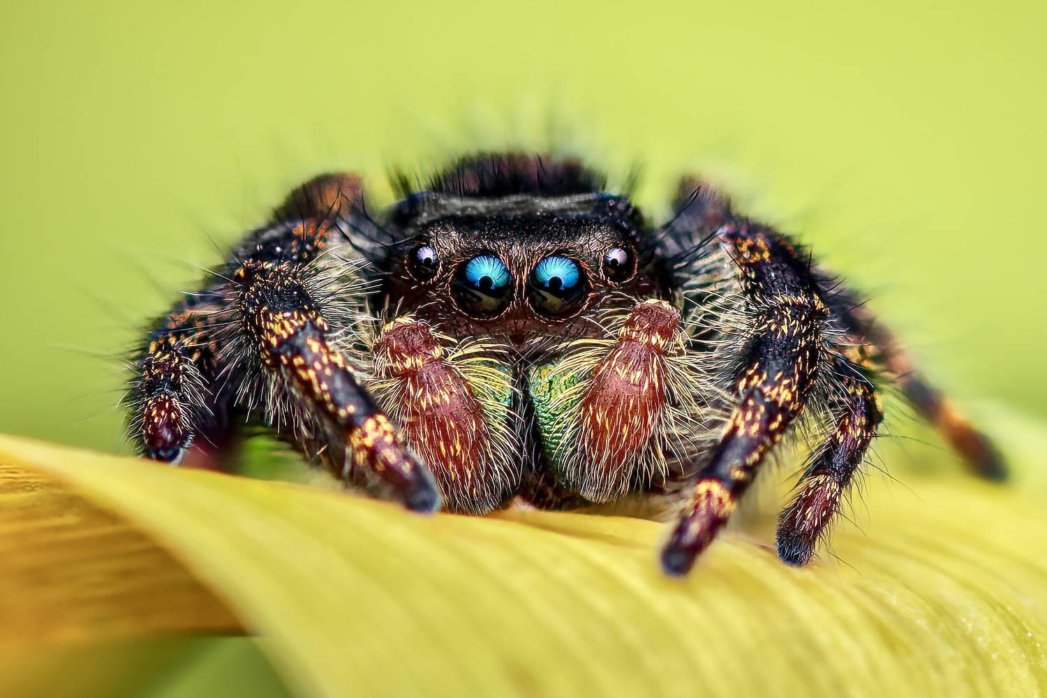 spider, animal, wild, insect, arachnid, leaf, macro,, Atul Saluja