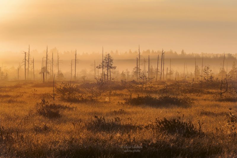 Рассвет на болоте фото превью