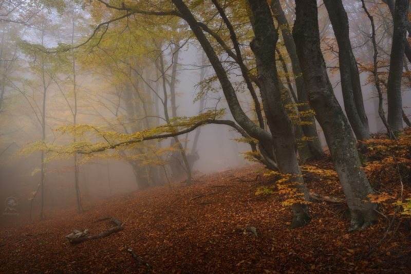 крым, демерджи, фототур в крым, осенний лес В осеннем лесу фото превью