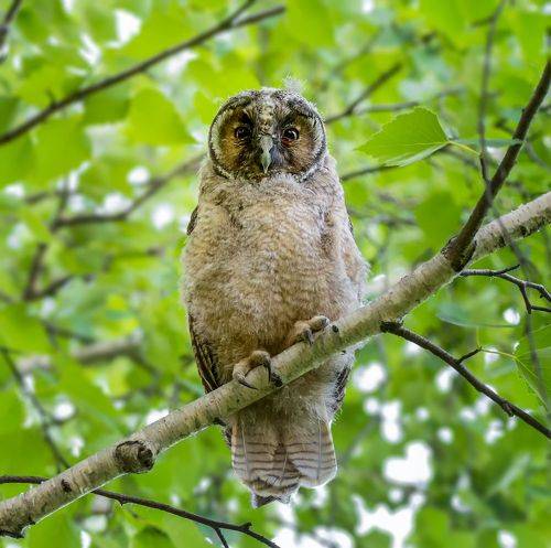 Проснулись..