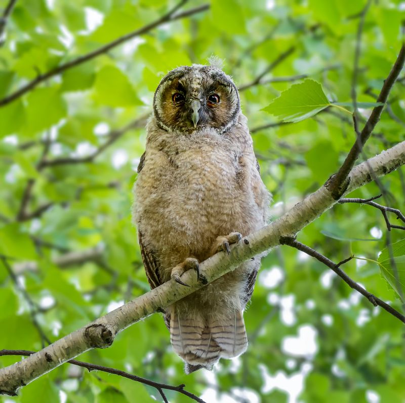 птица, ушастая сова, слёток, Проснулись.. фото превью